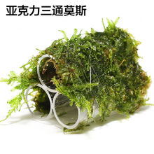 莫斯屋造景虾窝鱼虾透明亚克力虾屋观赏虾繁殖罐虾罐虾窝虾莫斯虾屋水草6026 亚克力三管莫斯