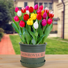 郁金香种球荷兰进口室内阳台郁金香种子花苗盆栽水养耐寒花卉植物 郁金香自选颜色5个【颜色备注】 6CM及以上