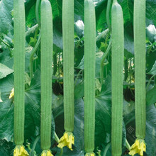 花明月花明月高产丝瓜种子早熟长丝瓜四季庭院菜园阳台盆栽春季夏季蔬菜种籽孑 春秋915丝瓜 10克简装