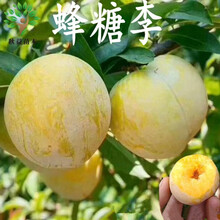 果树苗嫁接李子苗盆栽地栽南北方适中李子树苗李子树苗 恐龙蛋嫁接李 当年结果苗 蜂蜜李 2年苗