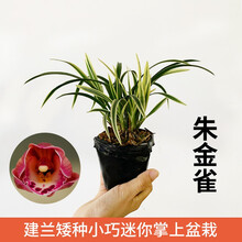 南靖刘阁兰花 金边兰花 雪女 现带花苞出售建兰四季兰花苗好养花卉名品亏本 朱金雀2苗特价