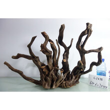 已煮造景沉木水族造景杜鹃根摆件爬宠泰国沉木青龙石 L1575