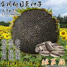 食用葵花籽高产油葵种子观赏迷你矮生向日葵孑生瓜子盆栽地栽大田 大型食用向日葵200粒