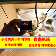 七六牧业小鸡育雏保温箱育雏箱 小鸡保温箱 雏鸟保温箱 育雏神器 鸽子野鸡保温育雏箱 温控设备+照明设备+喂水器