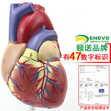颐诺 ENOVO MEDICAL MODEL旗舰店 - 京东