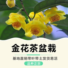 花卉盆栽办公室内绿植花卉四季开花好养的山茶花树苗木国宝金花茶树苗绿植大型植物盆景客厅阳台庭院别墅花卉 3年苗40-50cm（隔年开花）