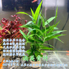 [京选推荐]鱼缸中后景水草懒人活体植物淡水有茎绿菊蜈蚣青竹血心兰 南美青竹3杯30支