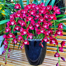 世界特香兰花 好运连连 室内盆栽花卉 四季开 当年开花 满屋飘香 好运连连 6苗连体