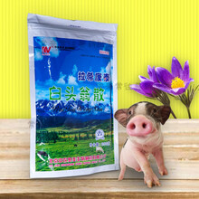 白头翁散拉希康泰 畜禽猪羊鸭鸡腹泻黄白痢肠炎 兽用大肠杆菌250g 10袋150元