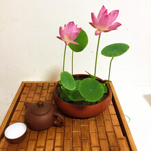四季开花种植碗莲种子已开口30粒水培植物迷你睡莲根块种藕荷花莲花种子室内阳台盆栽绿植花卉   混色种子30粒+盆+营养液+塘泥