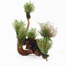 绿伴 鱼缸装饰造景套餐真水草活体沉木后景草缸植物淡水小水榕养鱼懒人 六头红松尾