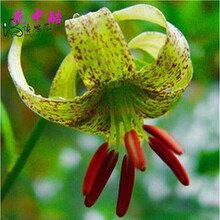 花中酷 香水百合种球百合花种子球根花卉植物盆栽绿植香水百合种球 绿斑