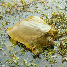 安小离黄河甲鱼活体中华鳖王八水鱼团鱼海鲜甲鱼苗黄河公甲鱼元鱼 1.5斤到1.8斤野养黄河公鱼