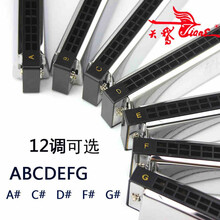 天鹅24孔口琴初学者学生高级成人专业演奏级单音标准C大调乐器 D调