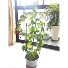 爬藤架花架植物攀爬架室内外月季铁线莲花架 3杆45cm高+3圈固定型 大
