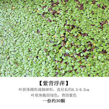 [京选推荐]鱼缸浮萍水草活体水生植物浮性除NO3净化水质微景观水族箱满 紫背浮萍6份(一份约30颗)