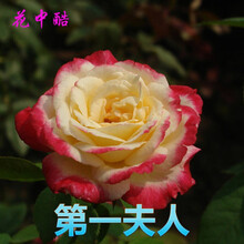 花中酷蔷薇种子易活花草植物四季室内开花不断新手易种桌面观花卉盆栽花籽月季蔷薇花种子花卉种子四季开花 夫人200粒