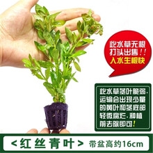 鱼缸造景水草植物淡水活体套餐莫斯水榕懒人前中后景阴性水草 红丝青叶3杯