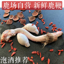 鹿场 新鲜鹿鞭 整条 干鹿鞭 整枝 成年干鹿鞭一条 鲜鹿鞭-成年鹿鞭