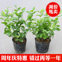 茉莉花苗盆栽室内室外防蚊植物阳台花卉盆栽白茉莉花苗芳香绿植 三棵茉莉