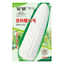 百萌（BAI MENG）白甜糯玉米种籽甜加糯玉米种子高产大田农业非转基因口感好粘香基地菜园田园种植 苏科糯11号甜加糯玉米种子 100克大约有350粒左右 厂商封装