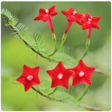 各种花种子夏季花种子易种四季易活室内室外适合夏天种的花种 灰色 茑萝15粒