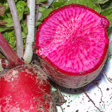 寿禾 水果萝卜种子罗卜北方春季秋季播种蔬菜种孑沙窝萝卜籽家庭大田种植绿青萝卜种籽菜籽 凤梨萝卜种子 40粒（20粒x2包）