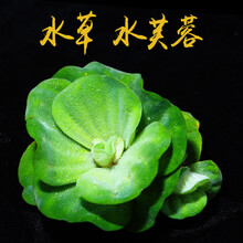 水族缸莫丝沉木草皮大叶榕海藻球爬地珍珠皇冠红绿宫廷水榕辣椒 翠绿色 水芙蓉一株