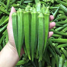 【自家种植】新鲜秋葵鲜嫩蔬菜即食农家羊角豆水果现摘现发黄秋葵 五斤【精选】