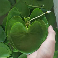 一叶莲碗莲水培植物室内盆栽水生水养网红绿植鱼缸景莲花 中号一叶莲10片(9~11CM) 不含盆