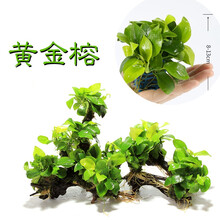 听白阁莫斯水草 美凤 火焰 三角 松茸 网片 定制网片 定制半球 定制沉木莫斯 前置景活体水草 黄金榕
