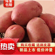 云南新鲜现挖大土豆批发黄心土豆5/10斤马铃薯士豆鲜洋芋土豆 红皮 5斤【中大号】净重