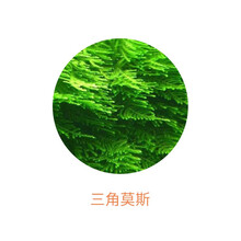 花小鱼莫斯水草火焰珊瑚小美凤垂泪三角阴性水族用品中小型鱼缸缸内造景生态养鱼养虾鱼缸造景搭配套餐活物水 三角莫斯