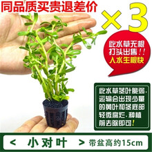 鱼缸造景水草植物淡水活体套餐莫斯水榕懒人前中后景阴性水草 小对叶3杯