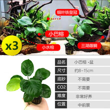 鱼缸水草植物活体真草造景莫斯懒人增氧淡水榕沉木爬地趴地矮珍珠 小巴榕(买1发3)