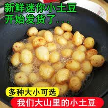 云南小土豆新鲜5斤蔬菜红皮洋芋批发迷你小黄心土豆现挖现发 【迷你】现挖土豆 5斤净重