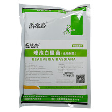 水谷欣卵孢白僵球孢白僵菌绿僵生物地下害虫 【地上球孢】200克