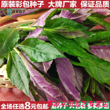 【紫背菜种子】紫背天葵蔬菜籽庭院阳台盆栽血皮菜观音菜野菜种子 【原厂彩包】【8g】约300粒