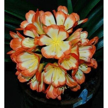 四季易种绿植花卉盆栽君子兰花种子圆头和尚大花君子兰种子5粒装 (代号jz 14)5粒送催芽剂