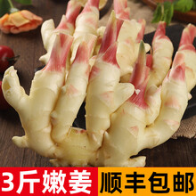 【顺丰速达】嫩姜新鲜生姜仔姜子姜鲜姜腌制仔姜芽3斤装红芽黄姜大姜新姜 1500g