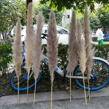 苏茂 网红大蒲苇芦苇干花花束超大落地装饰婚礼现场布置拍摄道具永生花 原色大蒲苇1.3米10支 干花包