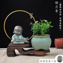 倒流香炉菖蒲文竹创意小摆件绿植禅意茶道家用室内桌面陶瓷盆盆栽 姬月季(姬乙女)款 赠倒流香一盒 带盆栽好