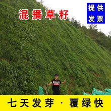 草坪种子草籽护坡草种狗牙根四季青草籽高羊茅黑麦果岭草披碱草球场别墅庭院护坡耐寒旱耐践踏免修剪四季卓天 混播草籽一斤