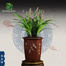 德芳兰业 兰花苗浓香型花卉绿植物盆栽室内阳台庭院四季建兰金龙锦兰草盆景 金龙锦：10苗连体带简易盆