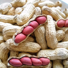 寿禾 山东寿光富硒黑花生种子仁高产四粒红花生种子红皮日本豆原料不带壳黑皮紫黑花生米蔬菜种子种籽 四粒红花生 5斤【带壳简装】