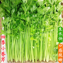 芹菜种子四季小香芹种籽山芹青菜籽春秋冬季农家盆栽阳台蔬菜种孑 【速生小香芹】原装10克上万粒