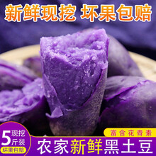 黑土豆 紫土豆 紫色土豆黑美人 甘肃定西土豆种子黑洋芋种子黑金刚马铃薯 土豆种子5斤 10斤