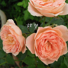 藤本月季 藤本攀援爬藤月季庭院植物扦插小苗花卉多色多季开花 甜梦 小苗含营养钵
