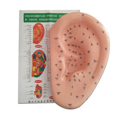 颐雅轩大号耳按摩模型/针灸耳模/耳穴(部)反射区模型/标准耳朵穴位40cm