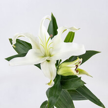 家庭鲜花香水百合花多头百合 粉百合白百何 水养鲜花 香水百合白色双头5支 10朵花